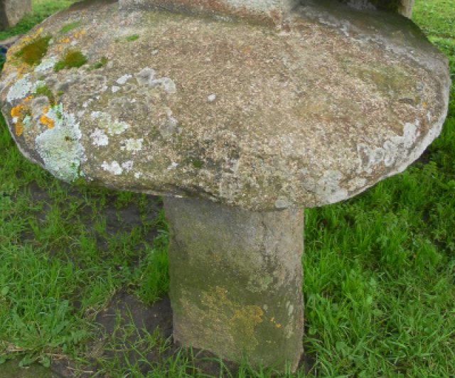 cogomelo de pedra_2